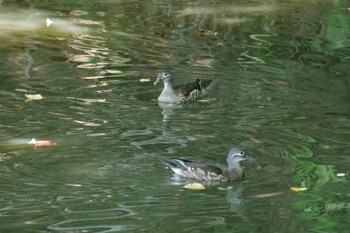 オシドリ 西岡公園(西岡水源地) 2021年9月25日(土)