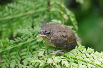 ウグイス 金沢自然公園 2021年5月9日(日)