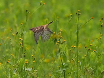 Sat, 9/25/2021 Birding report at 狭山湖