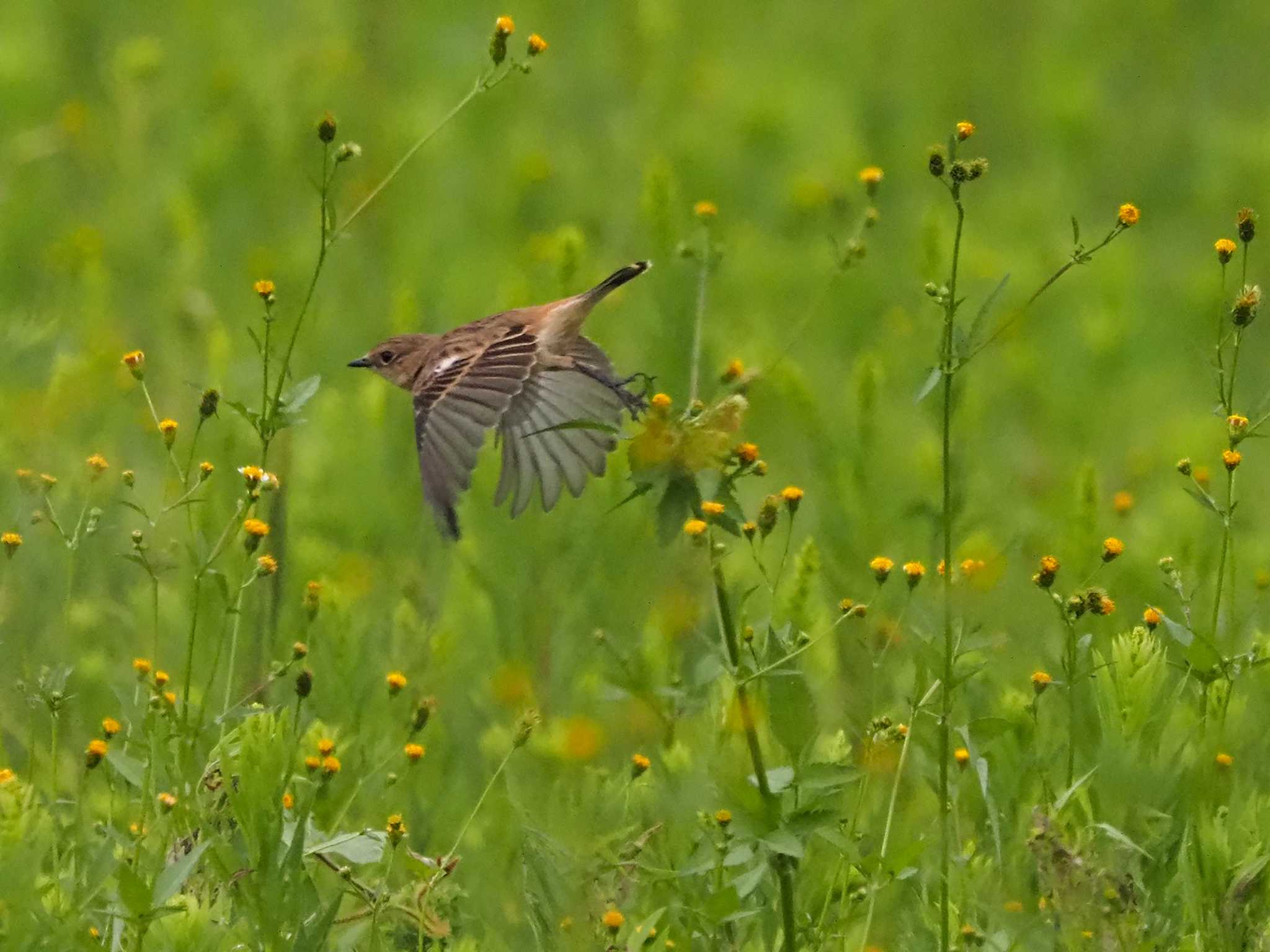 Photo of Amur Stonechat at 狭山湖 by 日根野 哲也