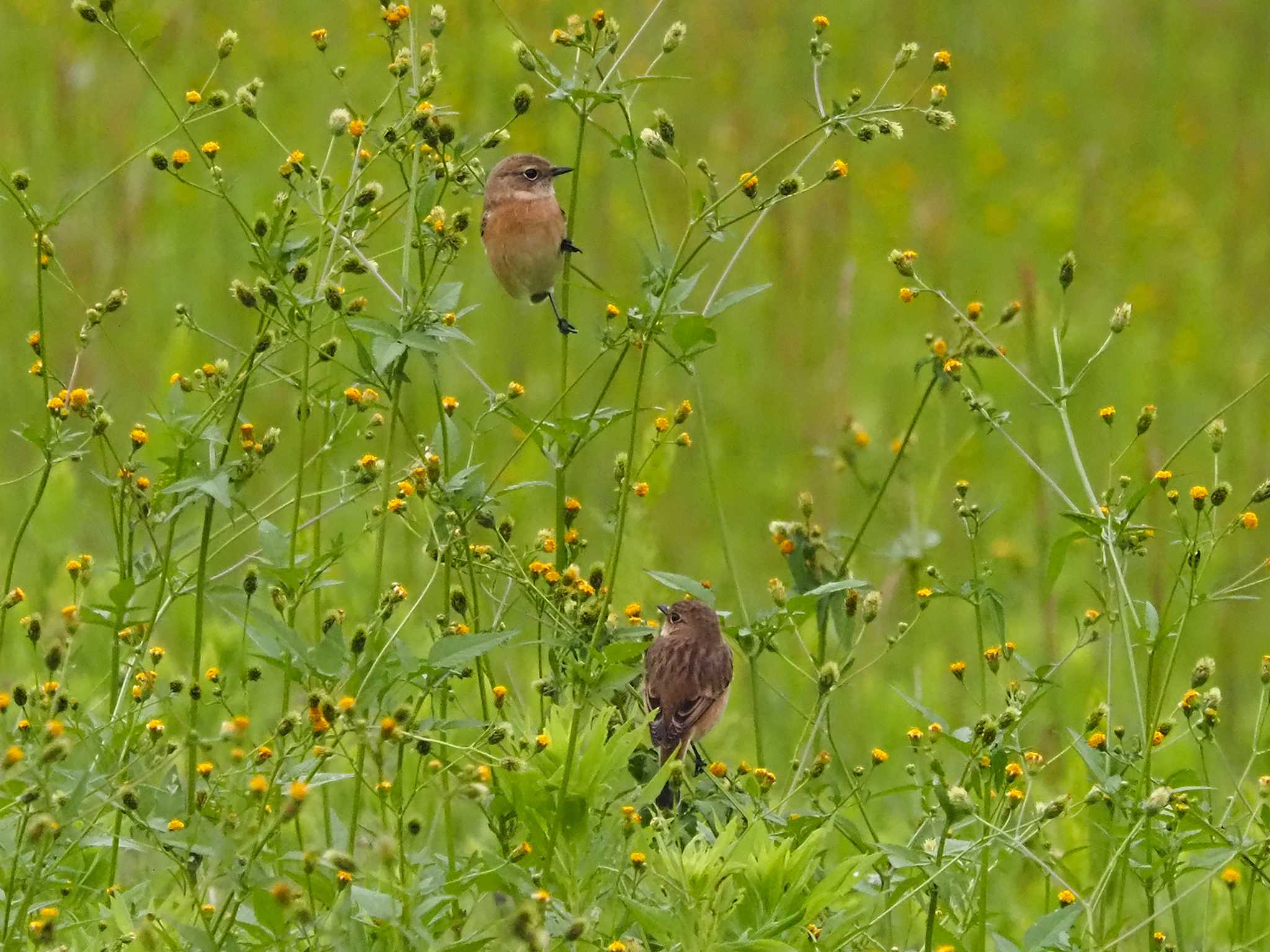 Photo of Amur Stonechat at 狭山湖 by 日根野 哲也