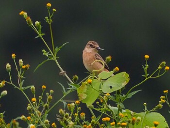 Amur Stonechat 狭山湖 Sat, 9/25/2021