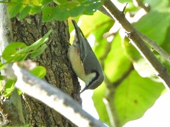 ゴジュウカラ 青森市月見野 2021年9月25日(土)