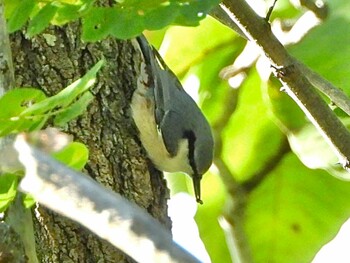 ゴジュウカラ 青森市月見野 2021年9月25日(土)