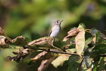 Sat, 9/25/2021 Birding report at Hakodateyama