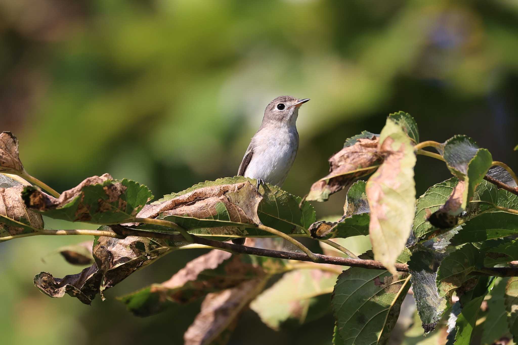 Asian Brown Flycatcher