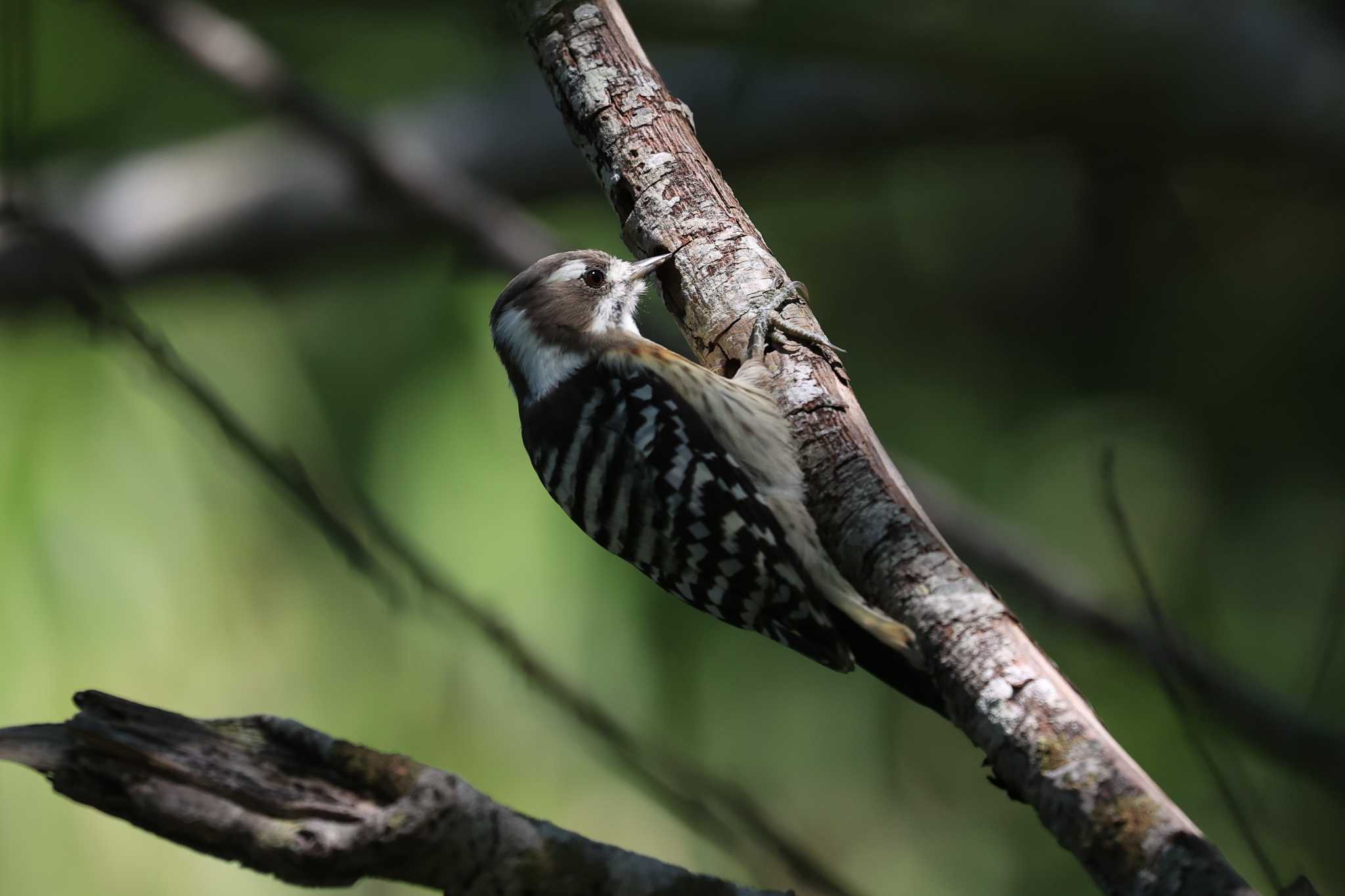 Japanese Pygmy Woodpecker(seebohmi)