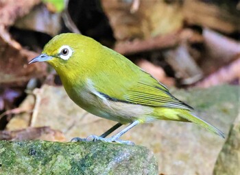 Warbling White-eye ささやまの森公園(篠山の森公園) Sat, 9/25/2021