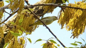 センダイムシクイ 秋ヶ瀬公園 撮影日未設定