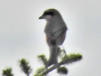 2021年9月25日(土) 長門市の野鳥観察記録