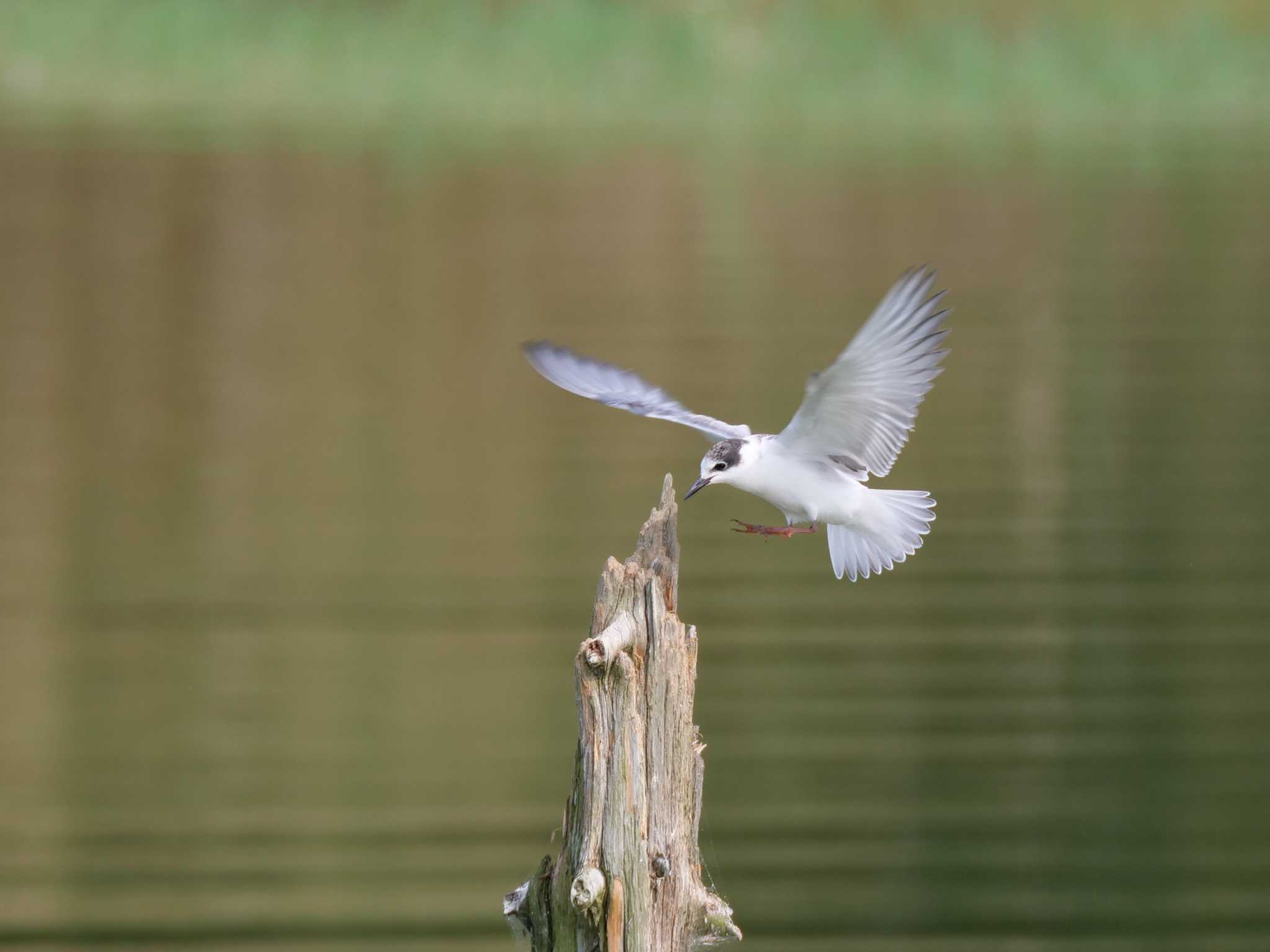 Whiskered Tern