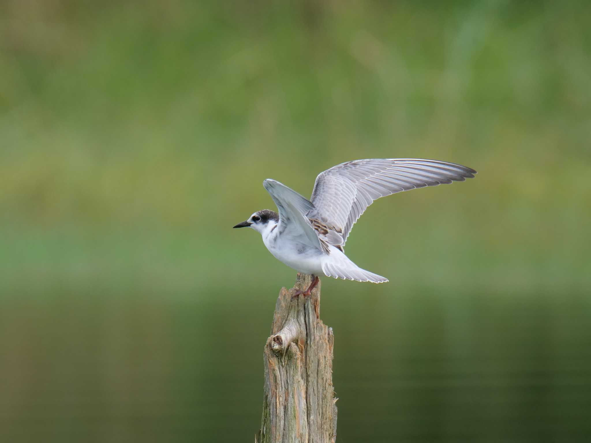 Whiskered Tern