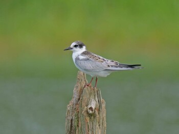 Whiskered Tern 加古大池 Fri, 9/24/2021