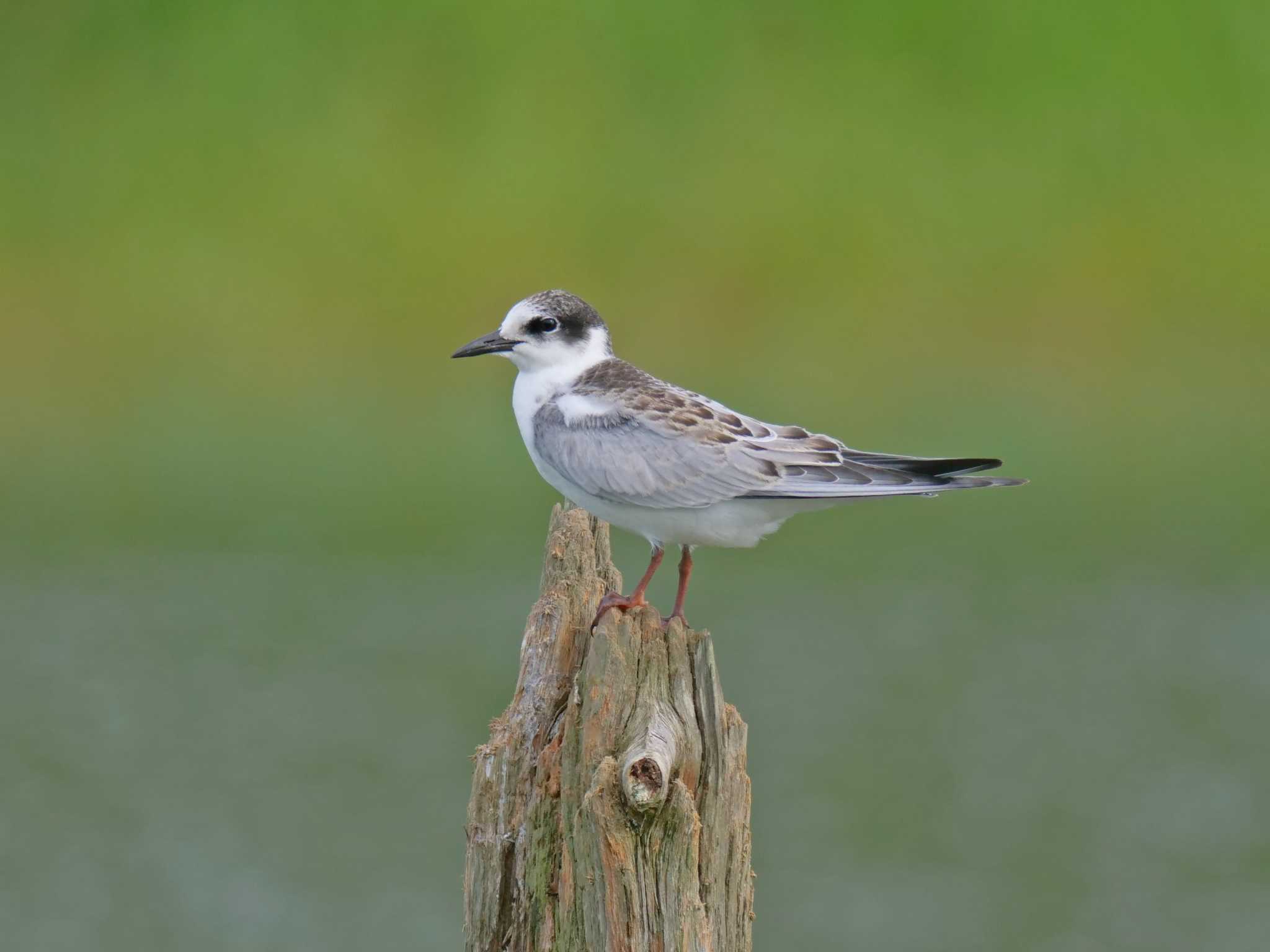 Whiskered Tern