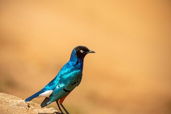 Superb Starling Serengeti National Park Sat, 6/1/2019