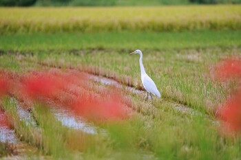 Mon, 9/13/2021 Birding report at 大久保農耕地