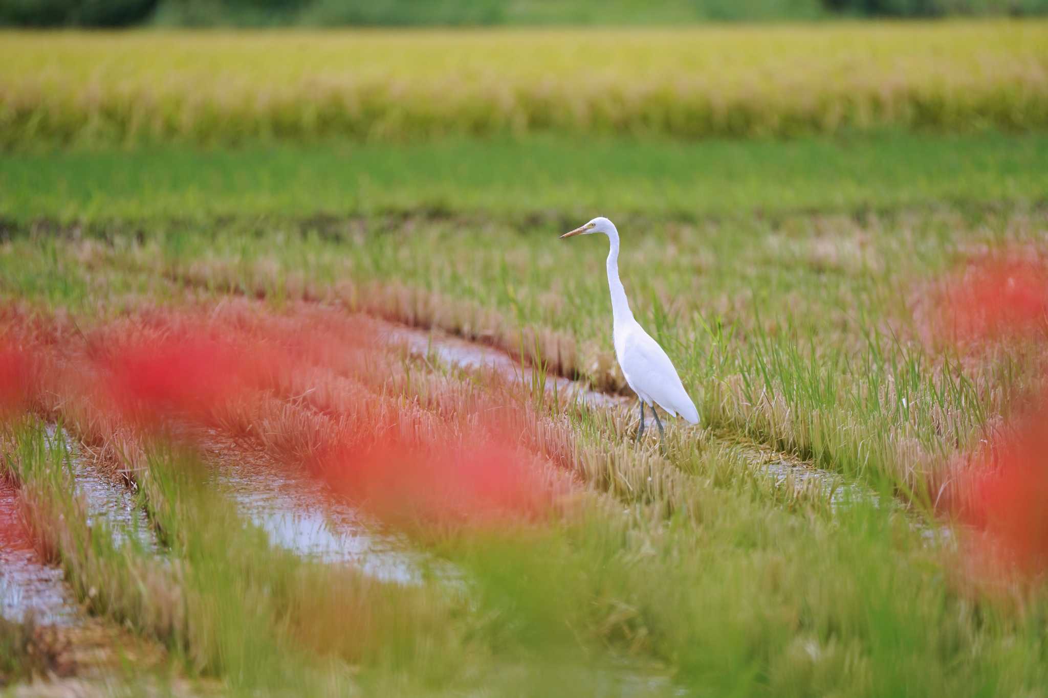 大久保農耕地 チュウサギの写真 by A-robin