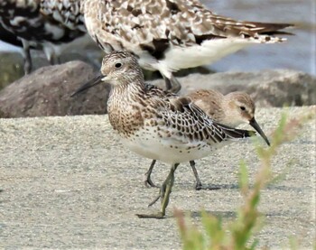 Great Knot Daijugarami Higashiyoka Coast Thu, 9/23/2021