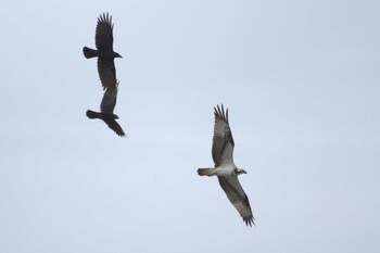 2021年9月26日(日) 多摩川二ヶ領宿河原堰の野鳥観察記録