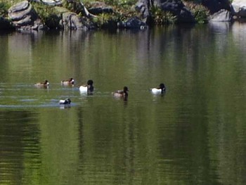 キンクロハジロ 清澄庭園(清澄公園) 2017年4月23日(日)