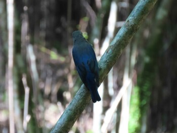 2021年9月23日(木) 段戸裏谷の野鳥観察記録