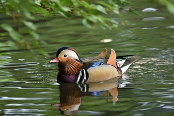 オシドリ 円山公園 2021年9月26日(日)