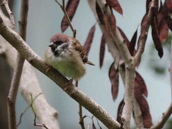 2021年9月26日(日) 南砂緑道公園（東京都江東区）の野鳥観察記録