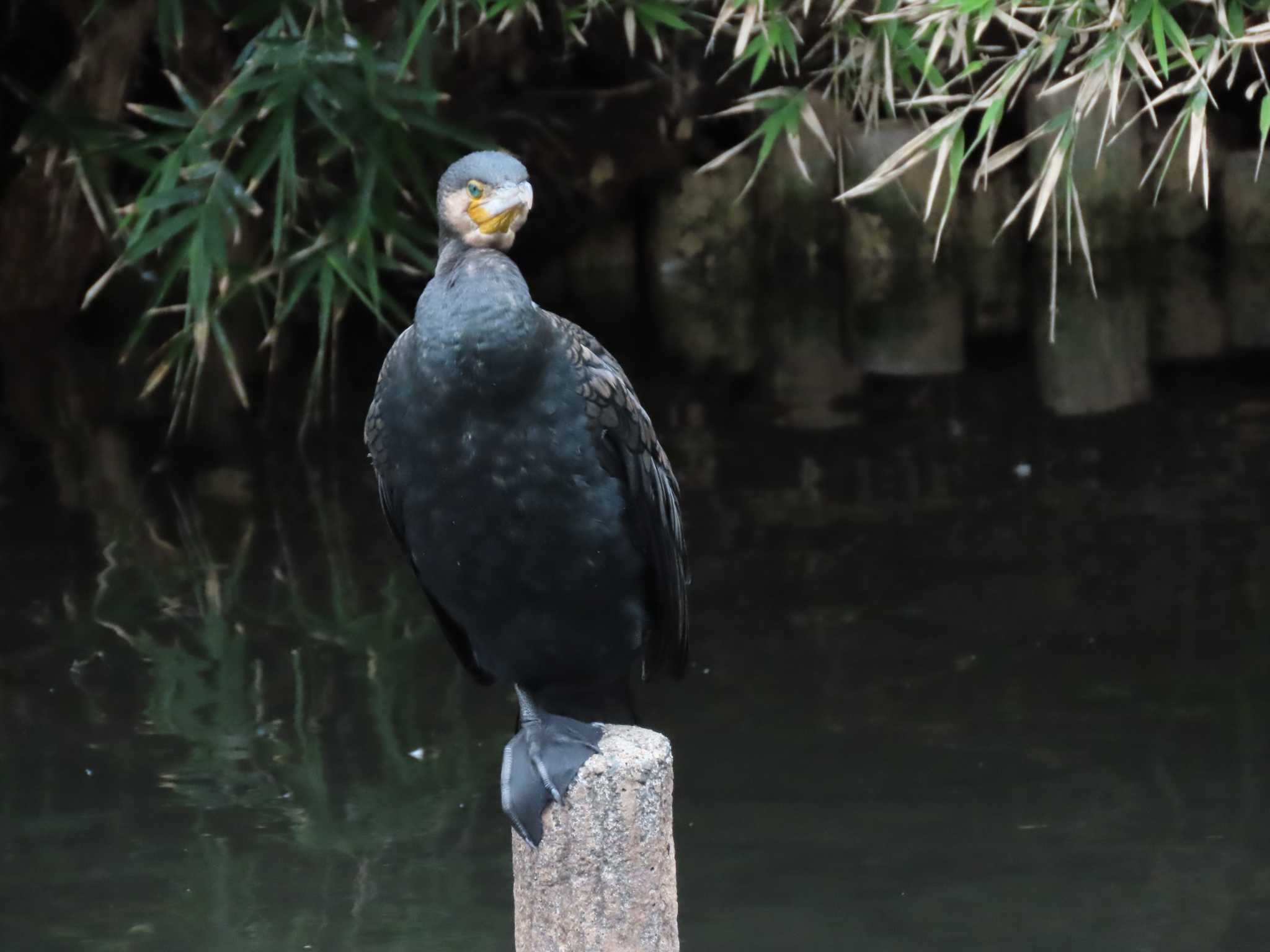 横十間川親水公園(東京都江東区) カワウの写真