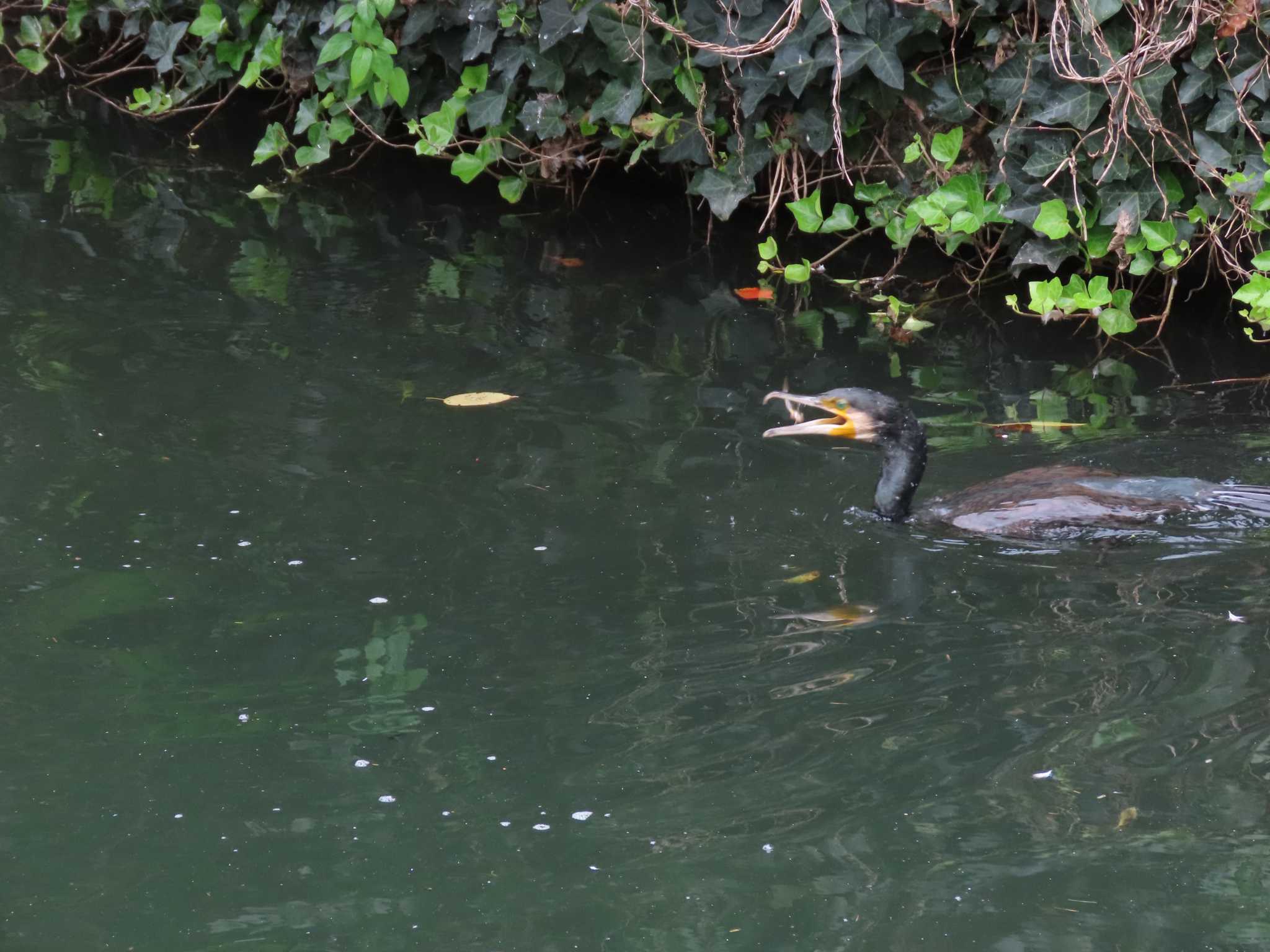 横十間川親水公園(東京都江東区) カワウの写真