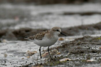 トウネン ふなばし三番瀬海浜公園 2021年9月26日(日)