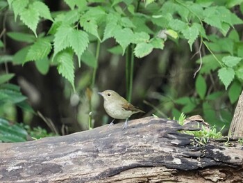 Narcissus Flycatcher 浅間山公園(府中市) Sun, 9/26/2021