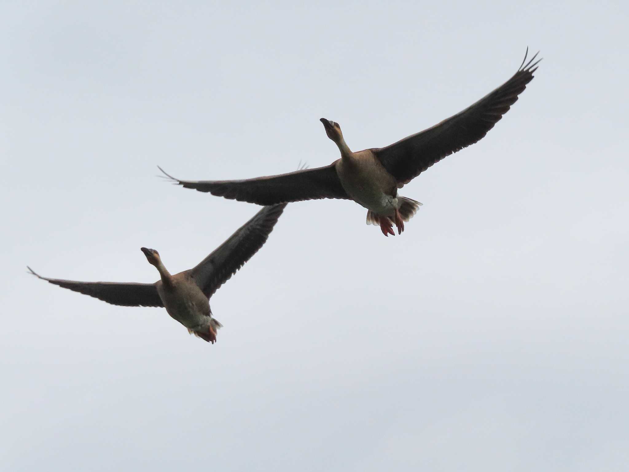 大池親水公園 サカツラガンの写真