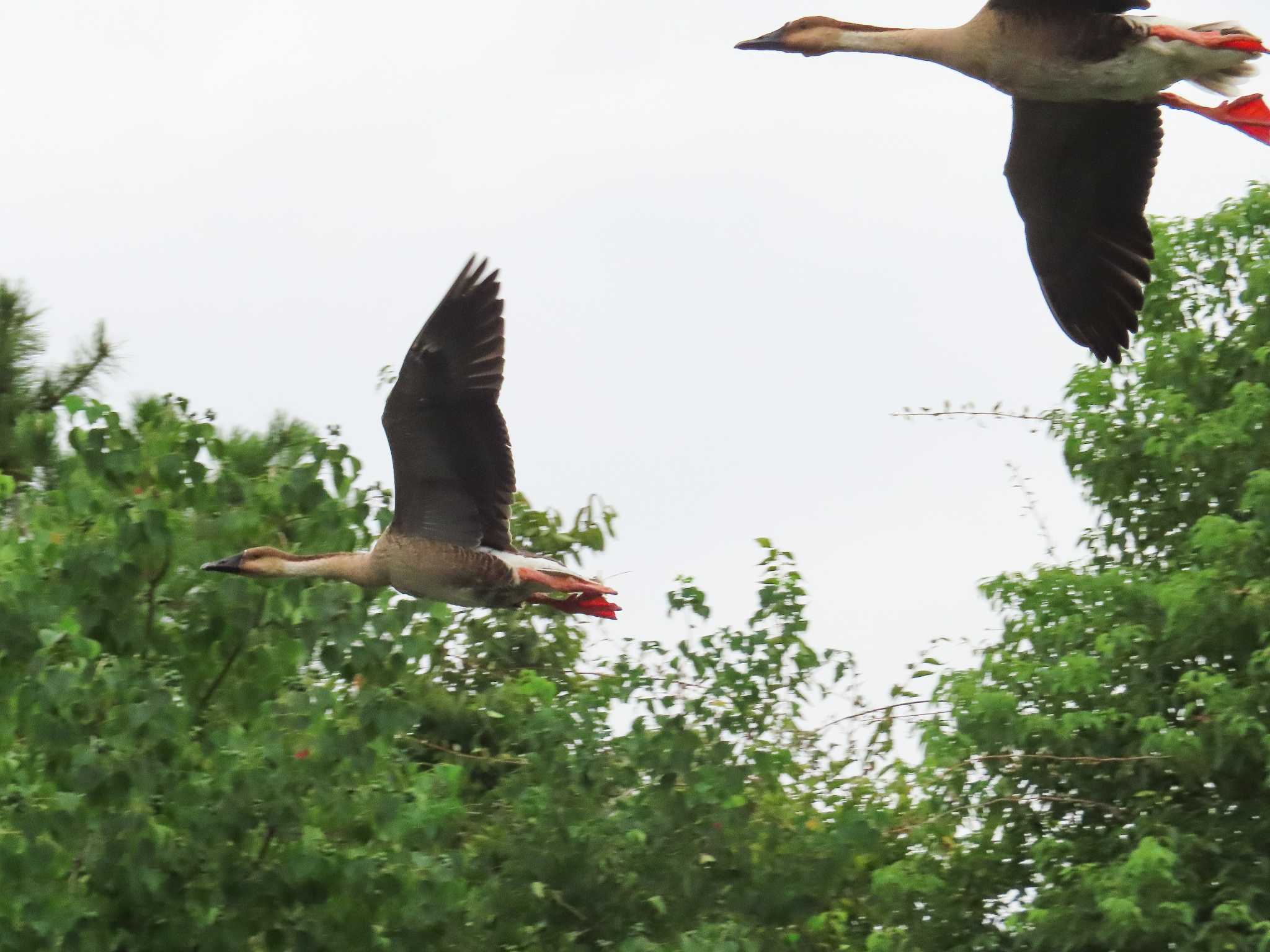 大池親水公園 サカツラガンの写真