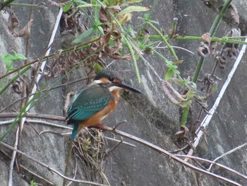 2021年9月26日(日) 秋ヶ瀬公園の野鳥観察記録