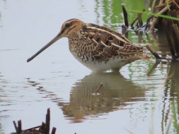 Sun, 9/26/2021 Birding report at 大久保農耕地