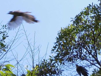 オナガ 清澄庭園(清澄公園) 2017年4月23日(日)