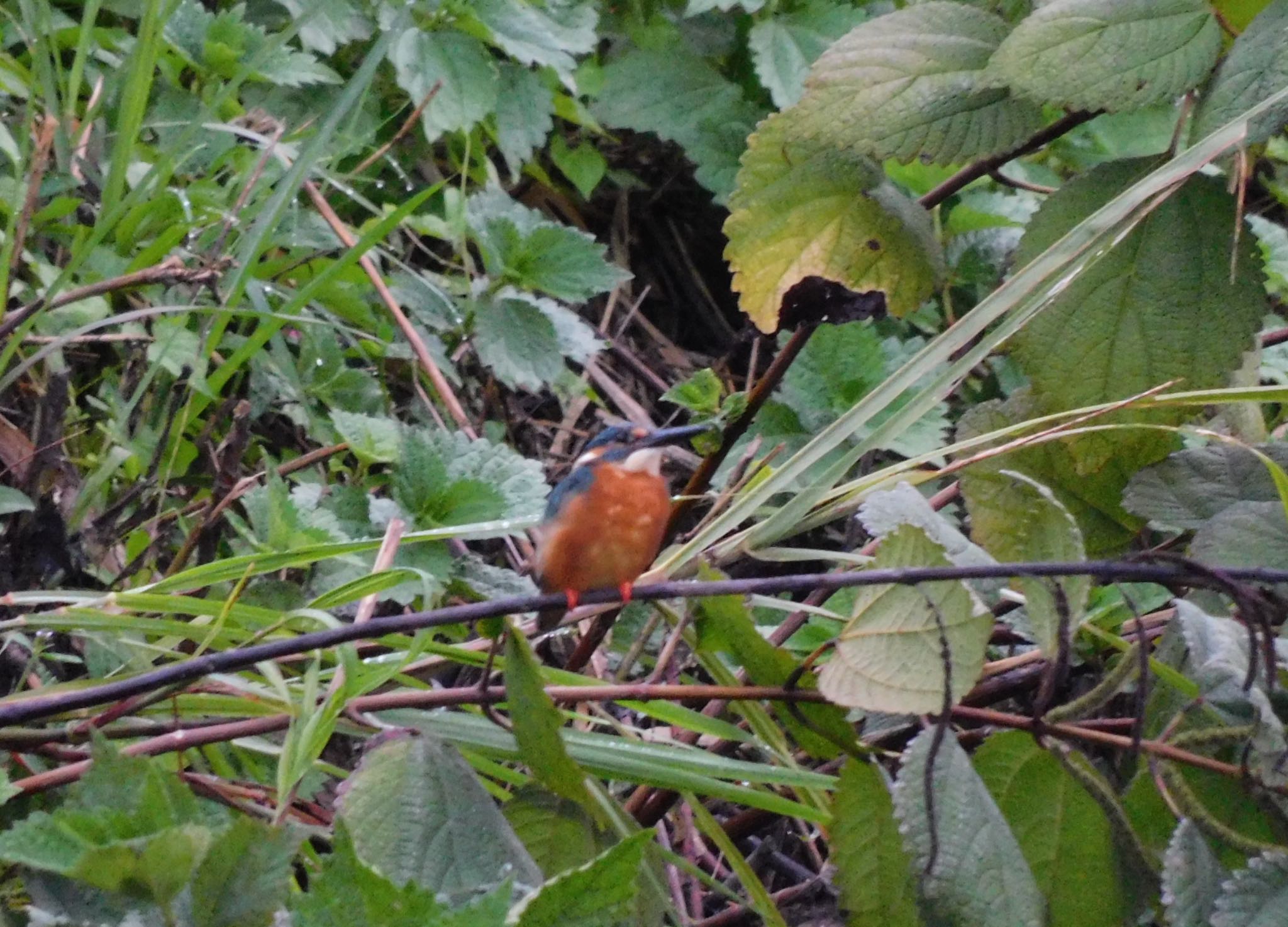 小牧市 カワセミの写真