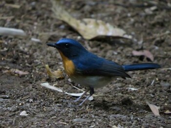 ノドアカヒメアオヒタキ カッティエン国立公園 撮影日未設定