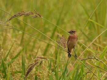 2021年9月26日(日) 岡山県井原市の野鳥観察記録