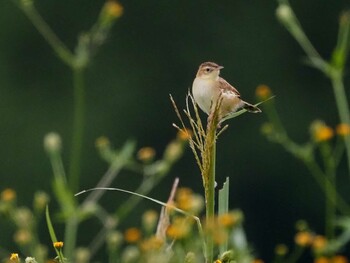 Zitting Cisticola 狭山湖 Sat, 9/25/2021