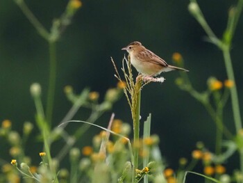 Zitting Cisticola 狭山湖 Sat, 9/25/2021