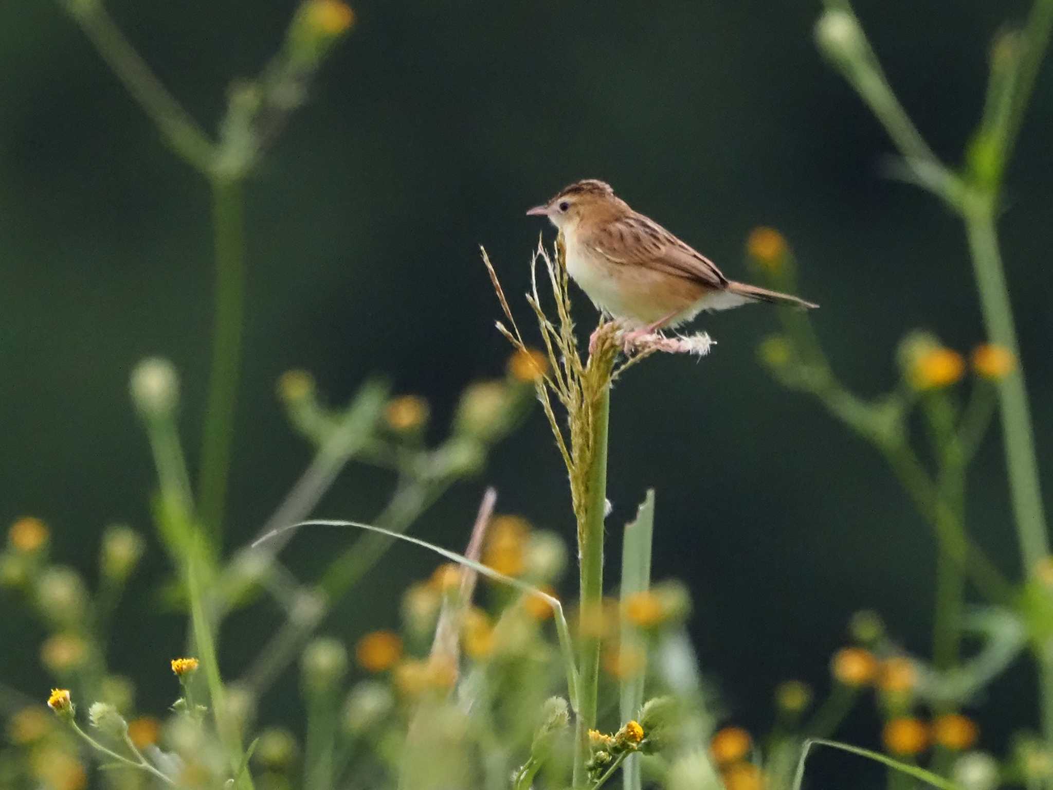 Photo of Zitting Cisticola at 狭山湖 by 日根野 哲也