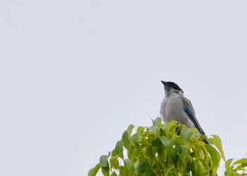 Azure-winged Magpie Toneri Park Sun, 9/26/2021