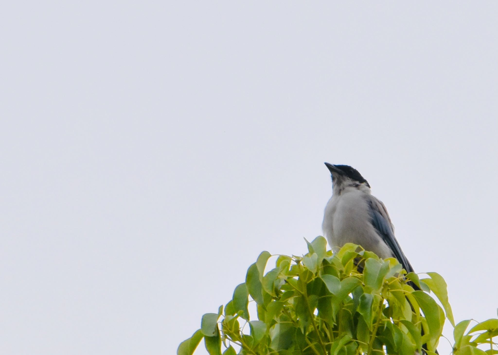 Photo of Azure-winged Magpie at Toneri Park by mochi17