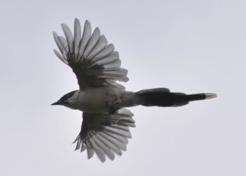 Azure-winged Magpie Toneri Park Sun, 9/26/2021