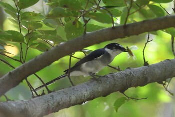 リュウキュウサンショウクイ 香川県 2021年9月25日(土)