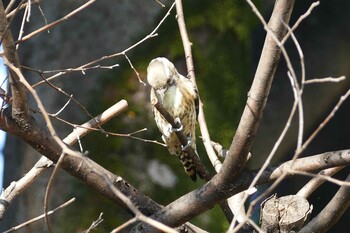 Japanese Pygmy Woodpecker 東京都 Fri, 9/24/2021