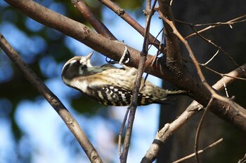 Japanese Pygmy Woodpecker 東京都 Fri, 9/24/2021