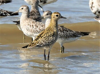 Pacific Golden Plover Daijugarami Higashiyoka Coast Wed, 9/22/2021