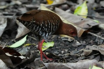 Sat, 9/25/2021 Birding report at Singapore Botanic Gardens